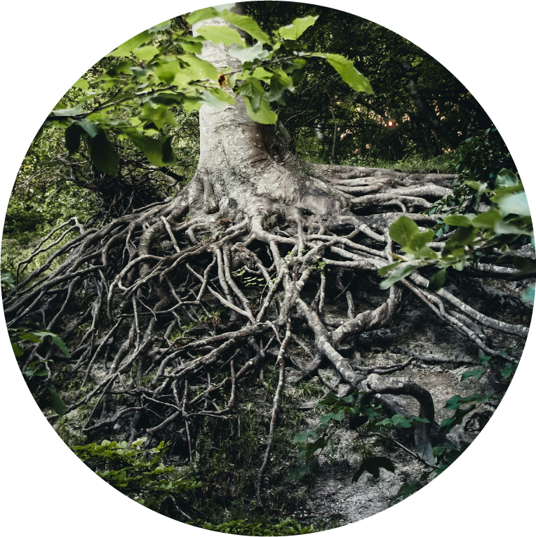 ROOTプランのイメージ